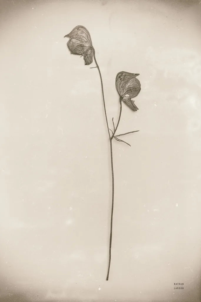 Wildflower Journal Vintage IV by Nathan Larson. SKU 97522h. Archival Giclee Fine art print for wall decor.