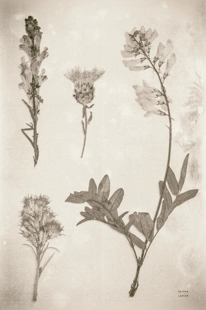 Wildflower Journal Vintage IX by Nathan Larson. SKU 97527h. Archival Giclee Fine art print for wall decor.