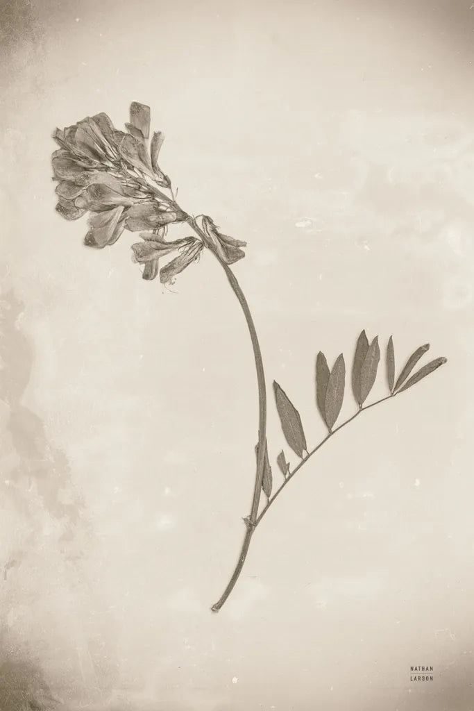 Wildflower Journal Vintage V by Nathan Larson. SKU 97523h. Archival Giclee Fine art print for wall decor.