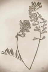Wildflower Journal Vintage VI by Nathan Larson. SKU 97524h. Archival Giclee Fine art print for wall decor.