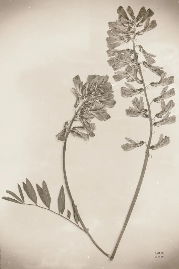 Wildflower Journal Vintage VI by Nathan Larson. SKU 97524h. Archival Giclee Fine art print for wall decor.