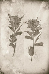 Wildflower Journal Vintage VII by Nathan Larson. SKU 97525h. Archival Giclee Fine art print for wall decor.