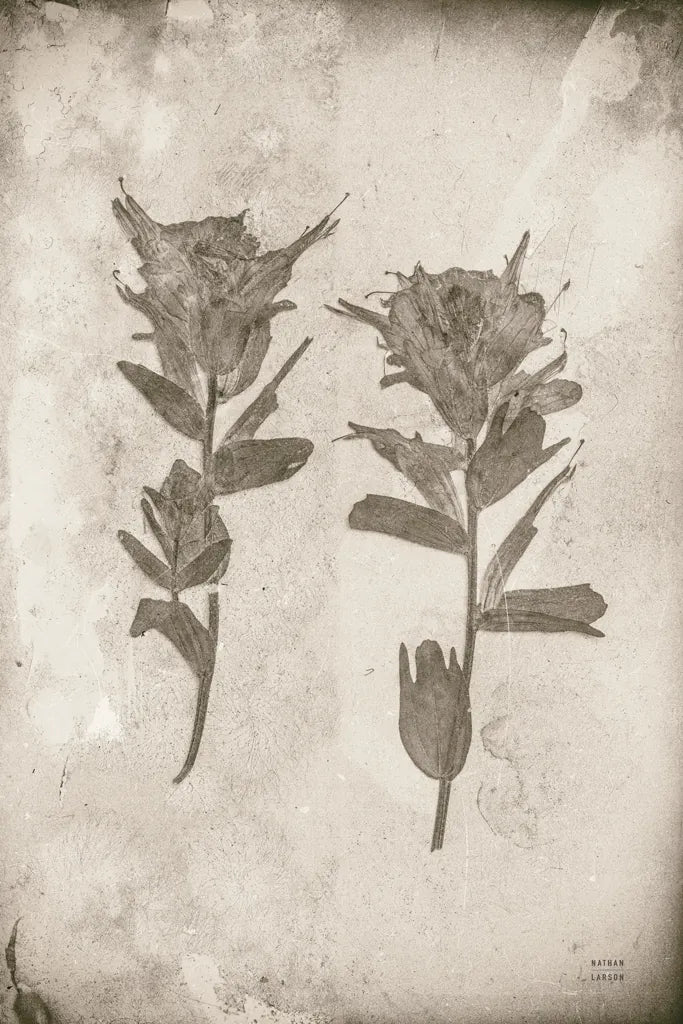 Wildflower Journal Vintage VII by Nathan Larson. SKU 97525h. Archival Giclee Fine art print for wall decor.