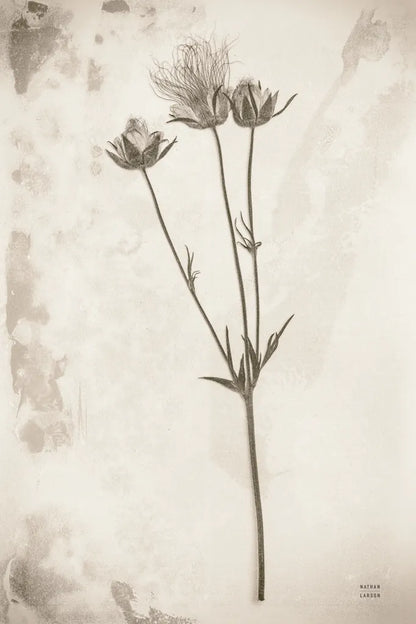 Wildflower Journal Vintage VIII by Nathan Larson. SKU 97526h. Archival Giclee Fine art print for wall decor.