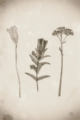 Wildflower Journal Vintage X by Nathan Larson. SKU 97528h. Archival Giclee Fine art print for wall decor.