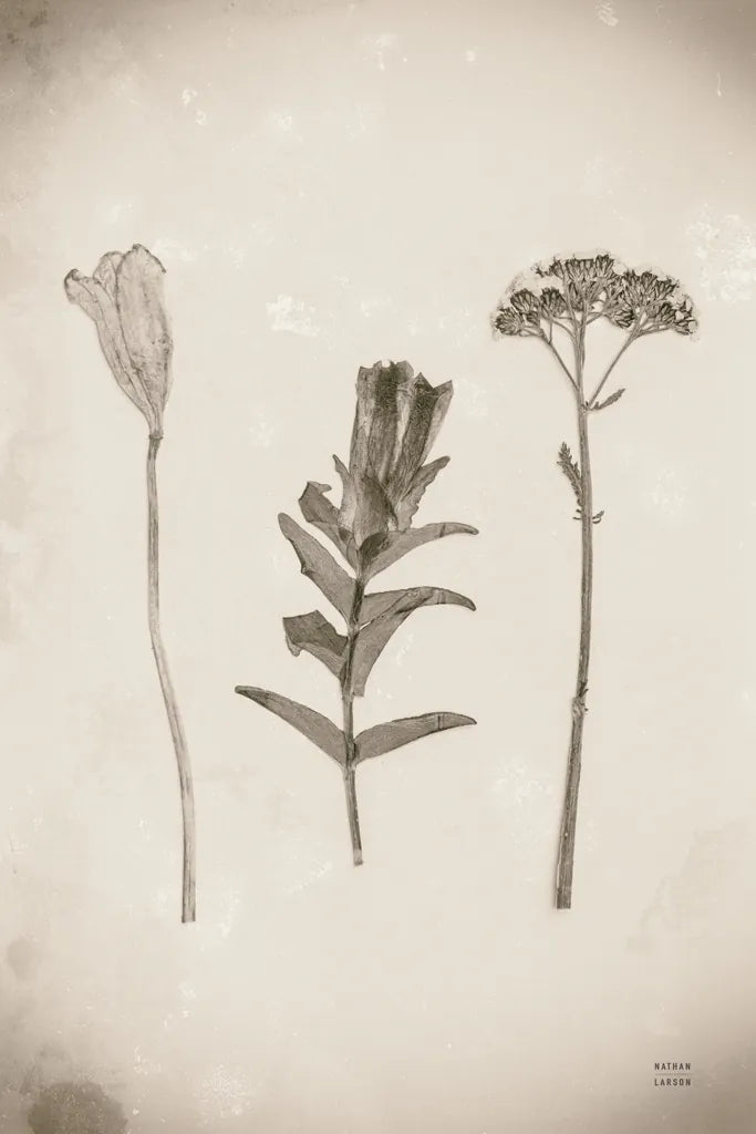 Wildflower Journal Vintage X by Nathan Larson. SKU 97528h. Archival Giclee Fine art print for wall decor.