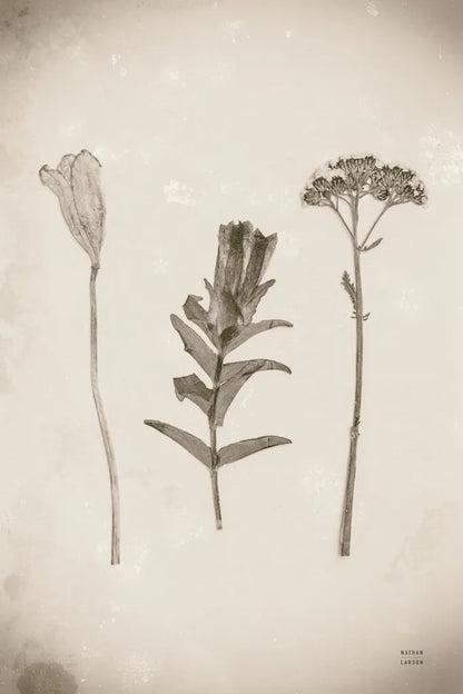 Wildflower Journal Vintage X by Nathan Larson. SKU 97528h. Archival Giclee Fine art print for wall decor.