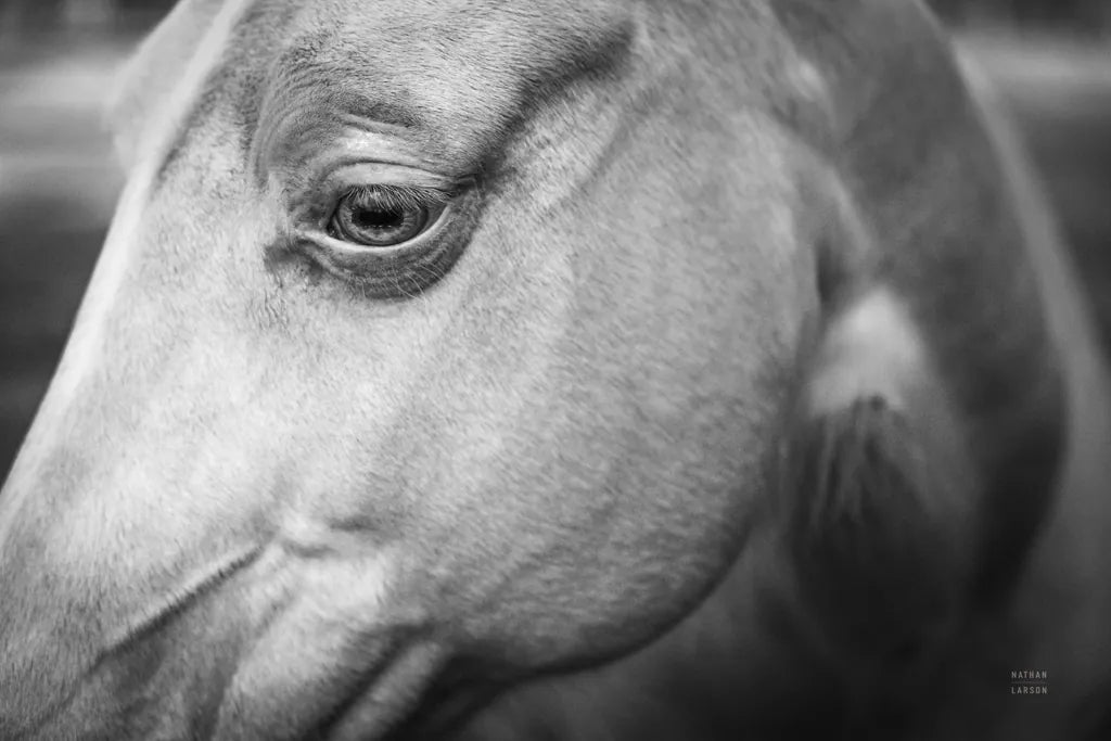 Willow by Nathan Larson. SKU 97615i. Archival Giclee Fine art print for wall decor.