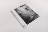 Willow by Nathan Larson. shown as a rolled paper print. Available as archival giclee rolled canvas, fine art paper, or poster print. SKU 97615i.