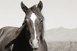 Wind Blown BW by Nathan Larson. SKU 83664i. Archival Giclee Fine art print for wall decor.