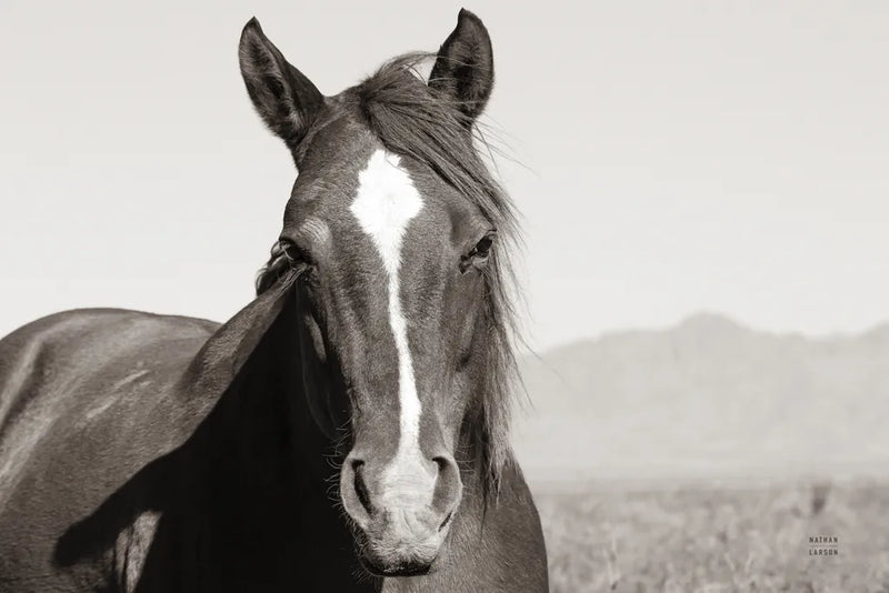Wind Blown BW by Nathan Larson. SKU 83664i. Archival Giclee Fine art print for wall decor.