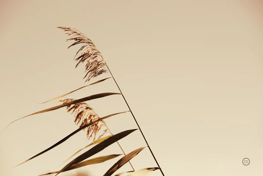 Windswept Grasses by Nathan Larson. SKU 75476i. Archival Giclee Fine art print for wall decor.