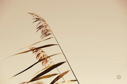 Windswept Grasses by Nathan Larson. SKU 75476i. Archival Giclee Fine art print for wall decor.