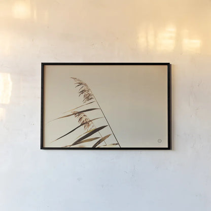 Windswept Grasses by Nathan Larson. shown as a paper print in a black flame. Available as a archival giclee rolled canvas, fine art paper, or poster print. SKU 75476i.