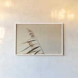 Windswept Grasses by Nathan Larson. shown as a paper print in a white frame. Available as a archival giclee rolled canvas, fine art paper, or poster print. SKU 75476i.