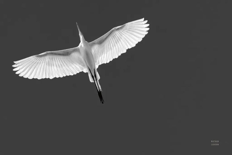 Wing Light by Nathan Larson. SKU 97887i. Archival Giclee Fine art print for wall decor.