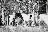 Winter Herd by Nathan Larson. SKU 97360i. Archival Giclee Fine art print for wall decor.