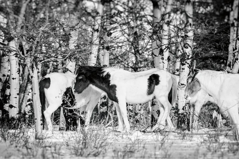 Winter Herd by Nathan Larson. SKU 97360i. Archival Giclee Fine art print for wall decor.