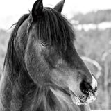 Winter Horse I by Nathan Larson. SKU 76534a. Archival Giclee Fine art print for wall decor.