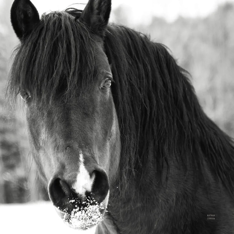 Winter Horse II by Nathan Larson. SKU 76535a. Archival Giclee Fine art print for wall decor.