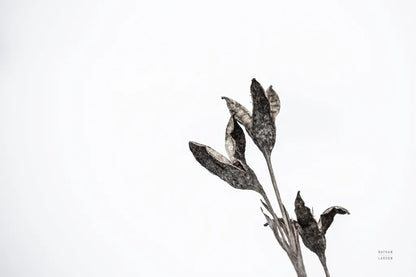 Winter Rebirth by Nathan Larson. SKU 82304i. Archival Giclee Fine art print for wall decor.