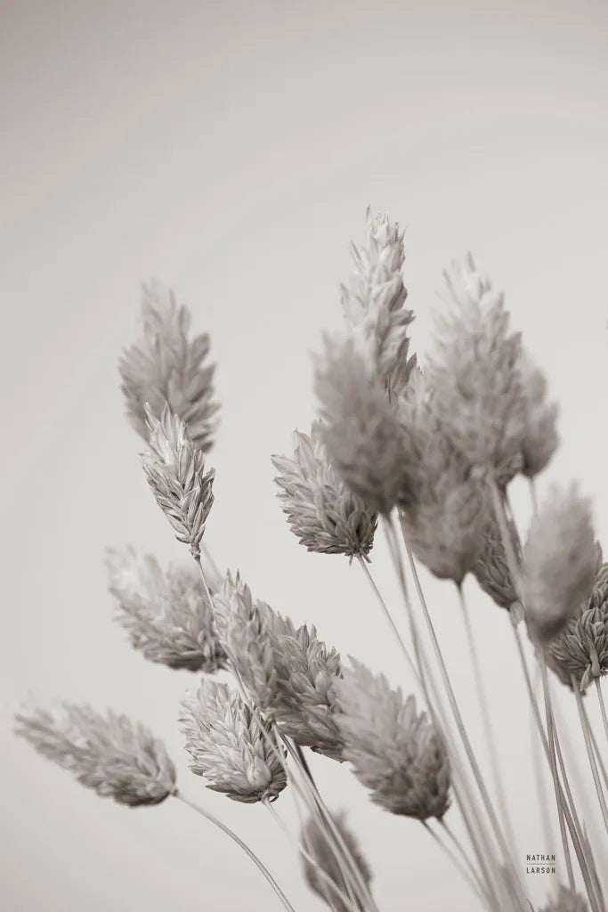 Wistful BW by Nathan Larson. SKU 77890h. Archival Giclee Fine art print for wall decor.