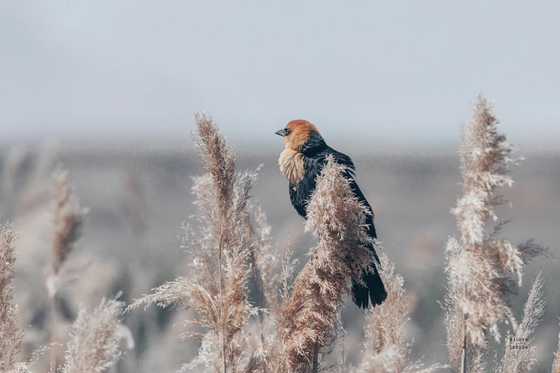 Yellow Headed Blackbird by Nathan Larson