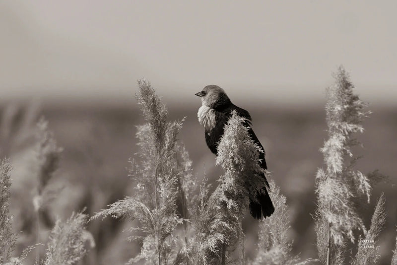 Yellow Headed Blackbird Sepia by Nathan Larson