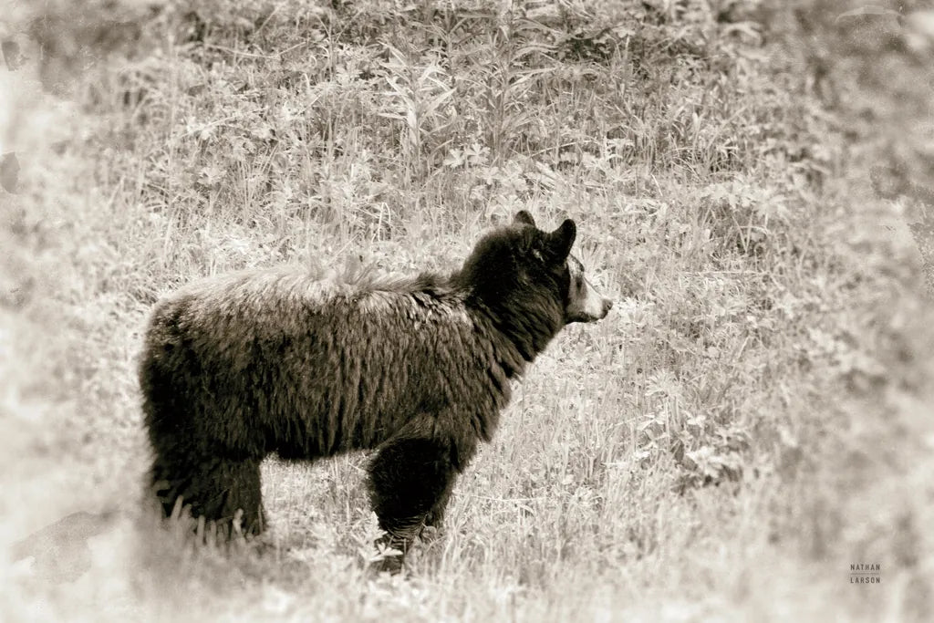 Yellowstone Black Bear by Nathan Larson. SKU 92545i. Archival Giclee Fine art print for wall decor.