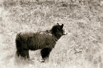 Yellowstone Black Bear by Nathan Larson. SKU 92545i. Archival Giclee Fine art print for wall decor.