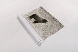 Yellowstone Black Bear by Nathan Larson. shown as a rolled paper print. Available as archival giclee rolled canvas, fine art paper, or poster print. SKU 92545i.