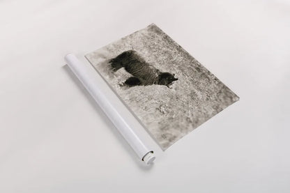 Yellowstone Black Bear by Nathan Larson. shown as a rolled paper print. Available as archival giclee rolled canvas, fine art paper, or poster print. SKU 92545i.