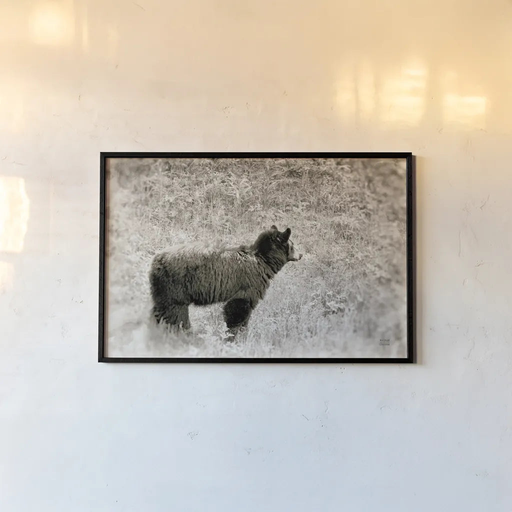 Yellowstone Black Bear by Nathan Larson. shown as a paper print in a black flame. Available as a archival giclee rolled canvas, fine art paper, or poster print. SKU 92545i.