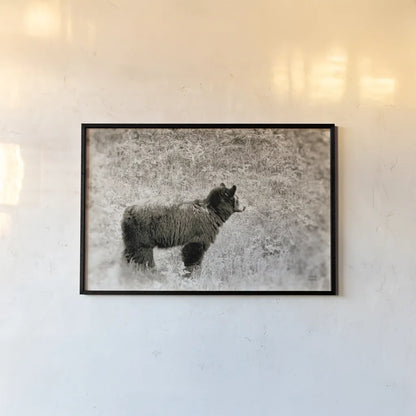 Yellowstone Black Bear by Nathan Larson. shown as a paper print in a black flame. Available as a archival giclee rolled canvas, fine art paper, or poster print. SKU 92545i.