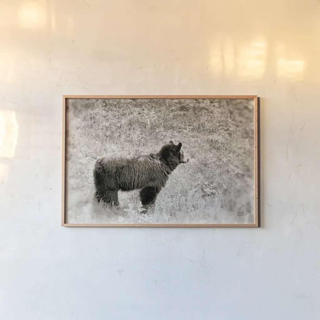 Yellowstone Black Bear by Nathan Larson. shown as a paper print in a natural frame. Available as a archival giclee rolled canvas, fine art paper, or poster print. SKU 92545i.