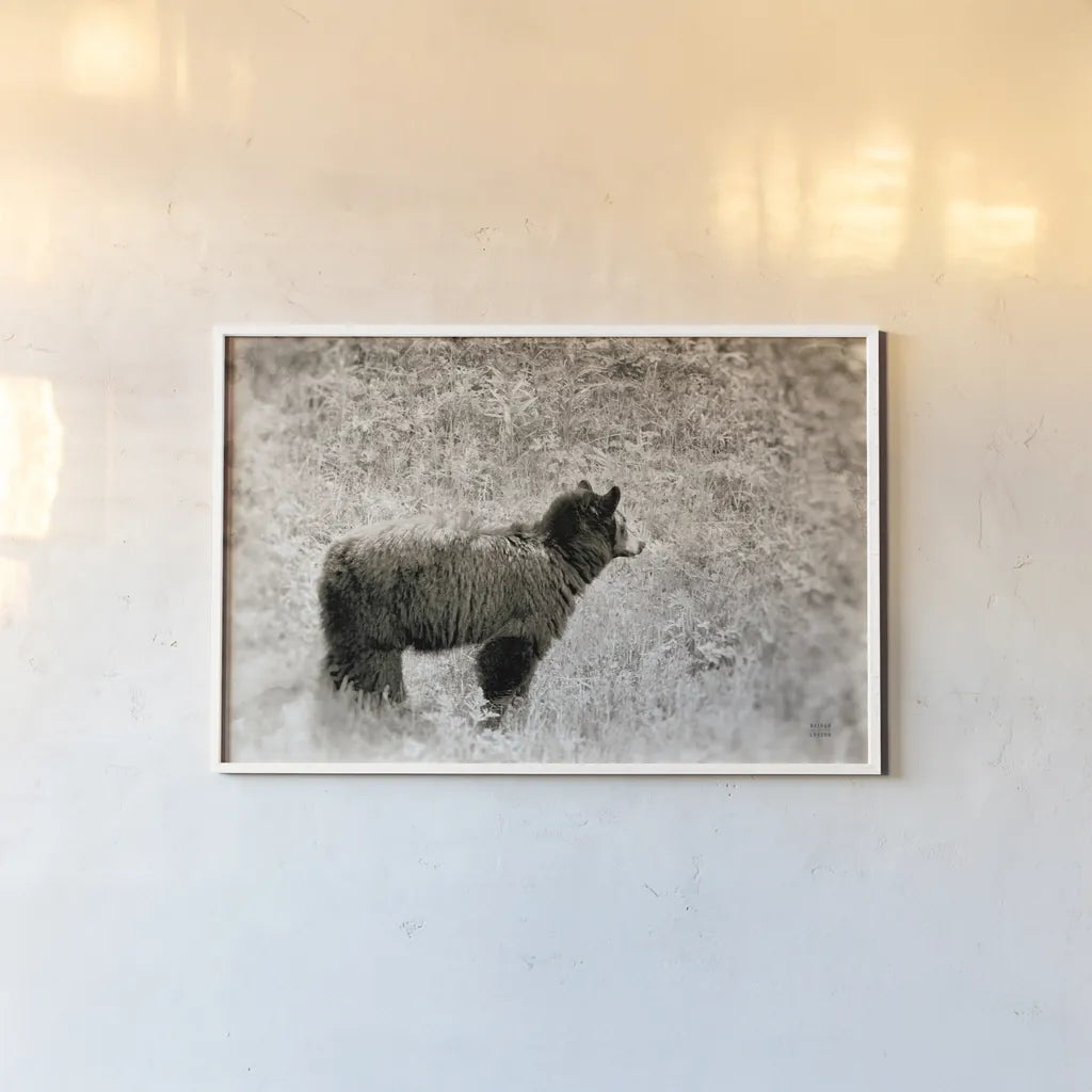 Yellowstone Black Bear by Nathan Larson. shown as a paper print in a white frame. Available as a archival giclee rolled canvas, fine art paper, or poster print. SKU 92545i.