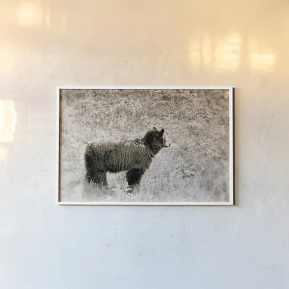 Yellowstone Black Bear by Nathan Larson. shown as a paper print in a white frame. Available as a archival giclee rolled canvas, fine art paper, or poster print. SKU 92545i.