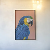 Blue and Gold Macaw Crop by Pamela Munger. shown as a paper print in a black flame. Available as a archival giclee rolled canvas, fine art paper, or poster print. SKU 69770h.
