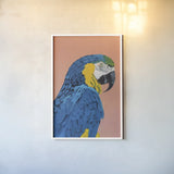 Blue and Gold Macaw Crop by Pamela Munger. shown as a paper print in a white frame. Available as a archival giclee rolled canvas, fine art paper, or poster print. SKU 69770h.