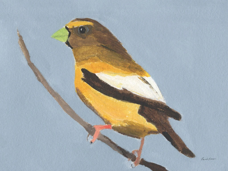 Evening Grosbeak by Pamela Munger
