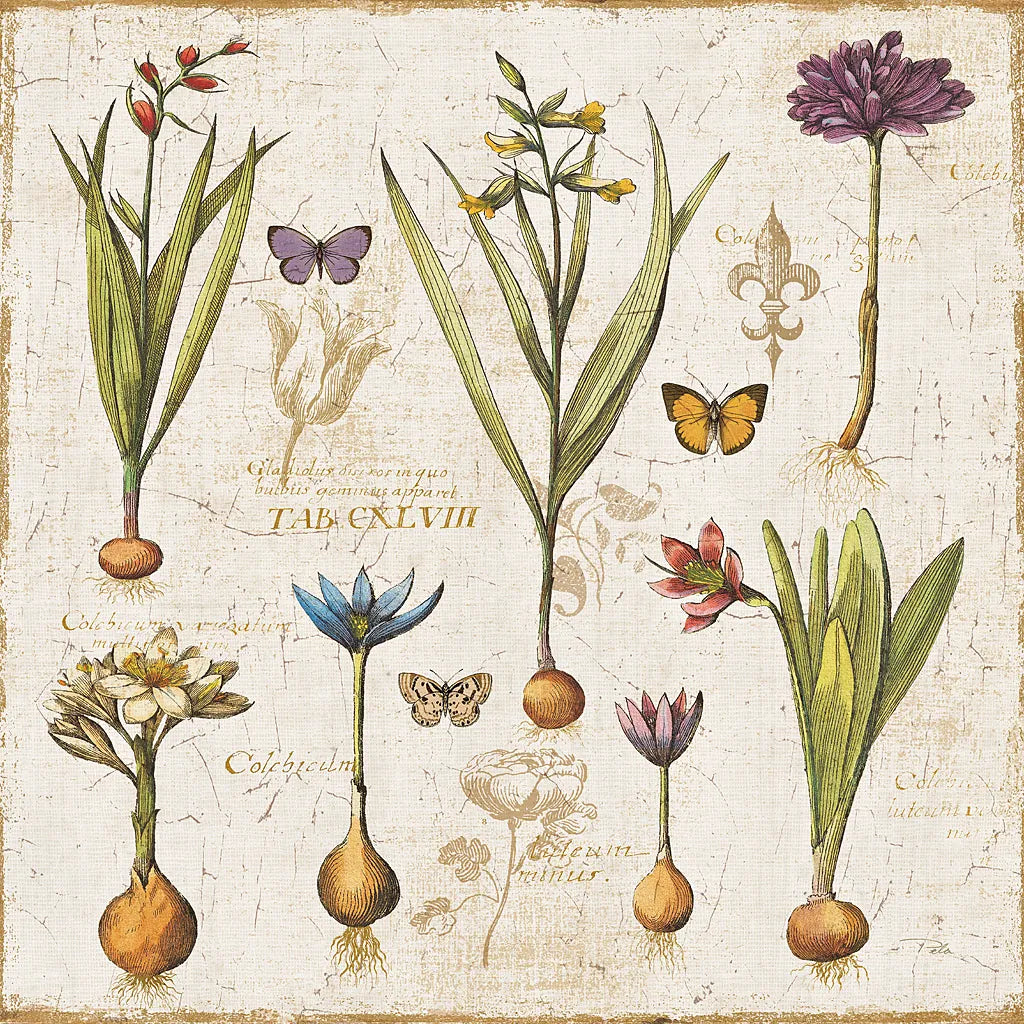 Histoire Naturelle V by Pela. SKU 13857a. Archival Giclee Fine art print for wall decor.