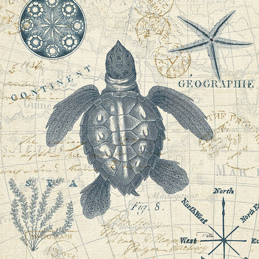 Ocean Life VI no Border by Pela. SKU 45398a. Archival Giclee Fine art print for wall decor.