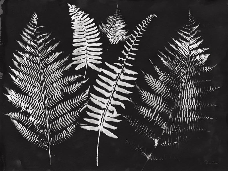 Nature by the Lake Ferns I Black by Piper Rhue