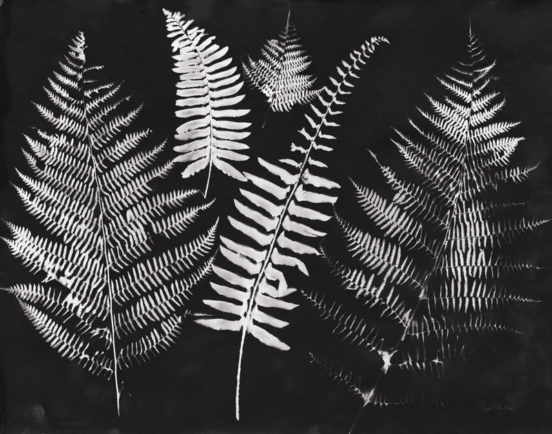 Nature by the Lake Ferns I Black Crop by Piper Rhue