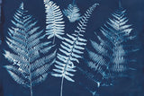 Nature by the Lake Ferns I Crop by Piper Rhue. SKU 50083i. Archival Giclee Fine art print for wall decor.