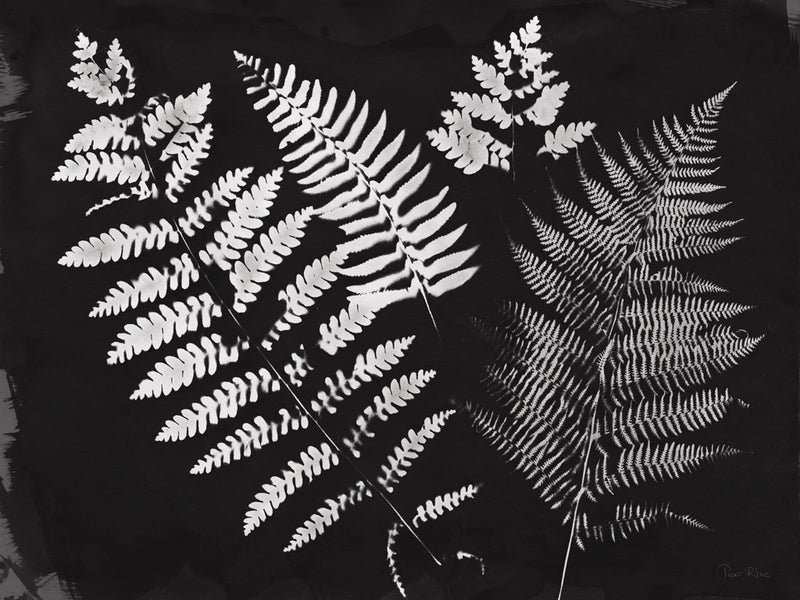 Nature by the Lake Ferns II Black by Piper Rhue