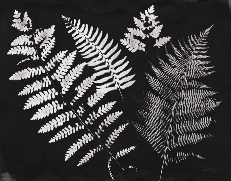 Nature by the Lake Ferns II Black Crop by Piper Rhue