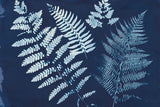 Nature by the Lake Ferns II Crop by Piper Rhue. SKU 50084i. Archival Giclee Fine art print for wall decor.