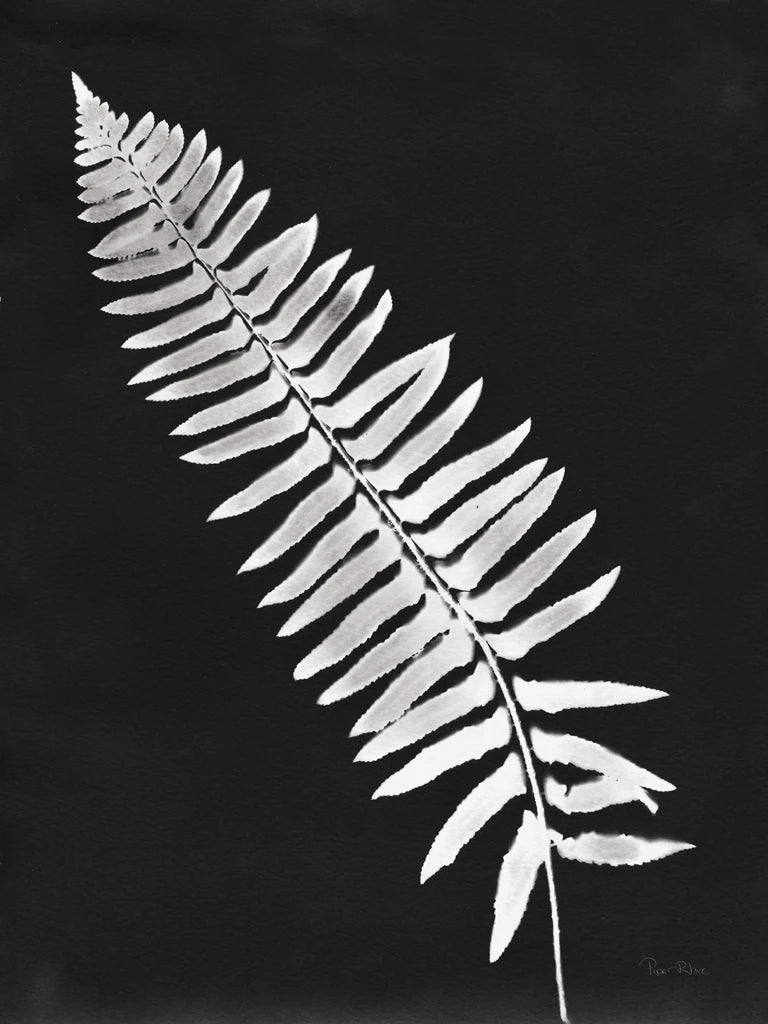Nature by the Lake Ferns IV Black by Piper Rhue