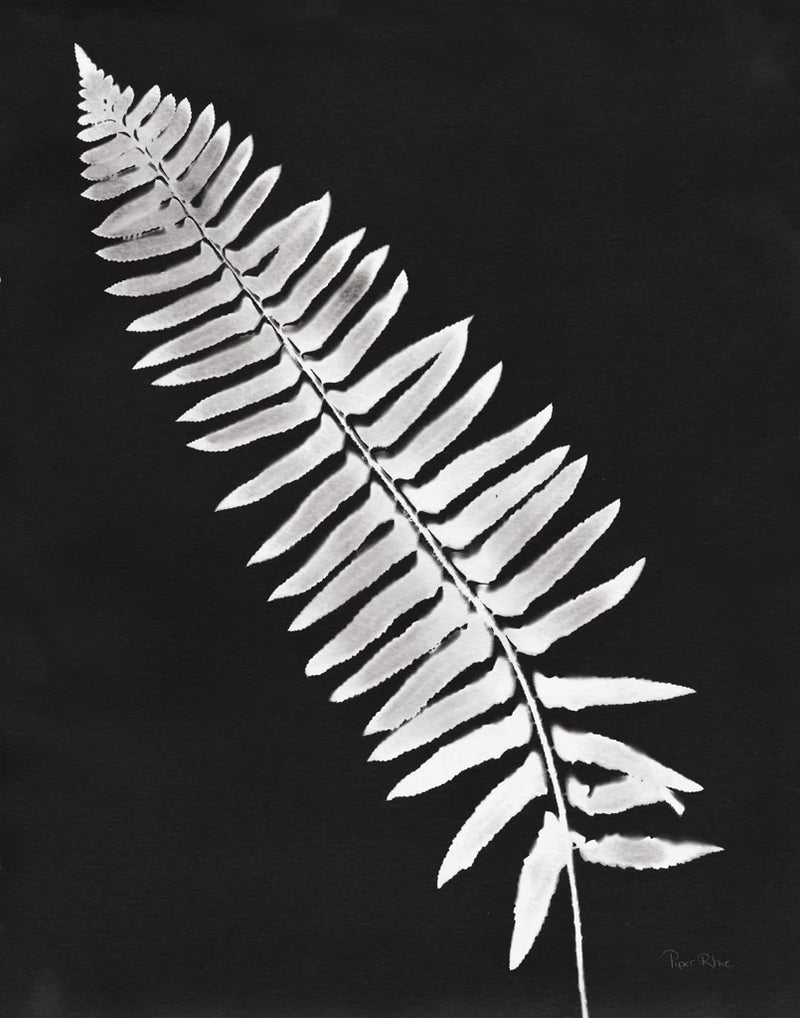 Nature by the Lake Ferns IV Black Crop by Piper Rhue